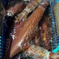 LUSTER『ラスター』 釣果