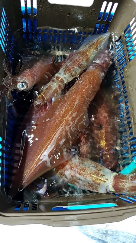 LUSTER『ラスター』 釣果