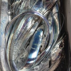 シースナイパー海龍 釣果