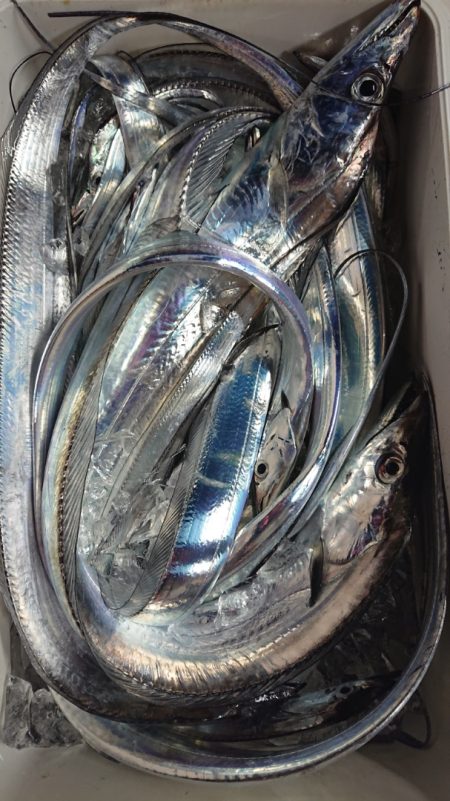 シースナイパー海龍 釣果