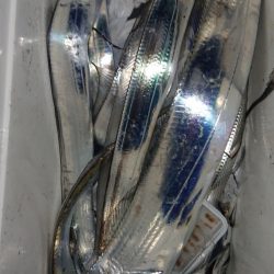 シースナイパー海龍 釣果