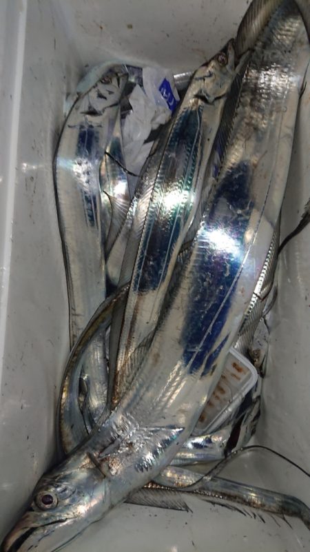 シースナイパー海龍 釣果