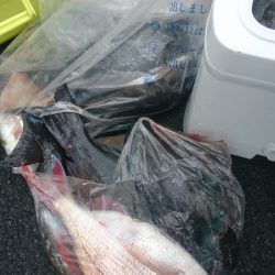 しば渡船 釣果