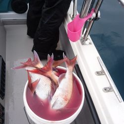 遊漁船ブルーウッズ 釣果