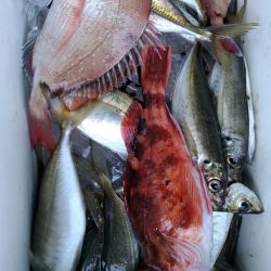 小島丸 釣果