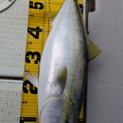 タイラバ遊漁船 ワンピース 釣果