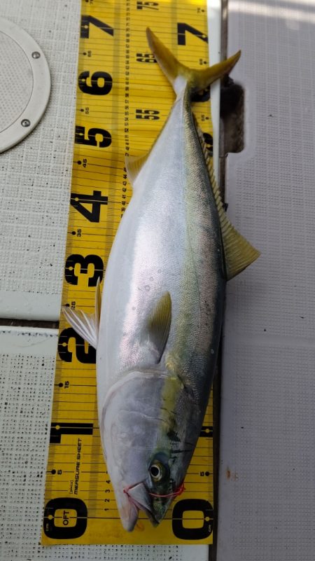 タイラバ遊漁船 ワンピース 釣果