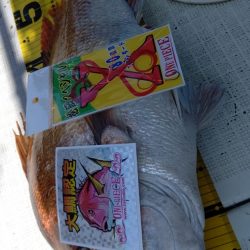 タイラバ遊漁船 ワンピース 釣果