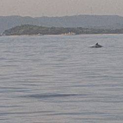 タイラバ遊漁船 ワンピース 釣果