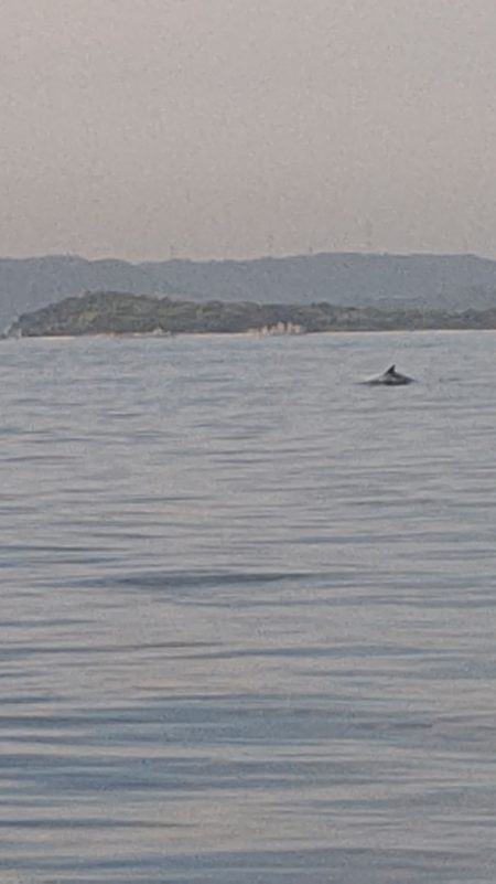 タイラバ遊漁船 ワンピース 釣果
