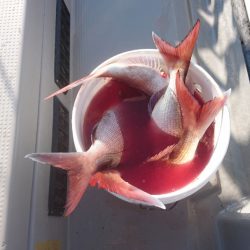 遊漁船ブルーウッズ 釣果