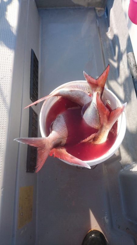 遊漁船ブルーウッズ 釣果