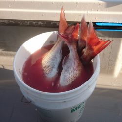 遊漁船ブルーウッズ 釣果