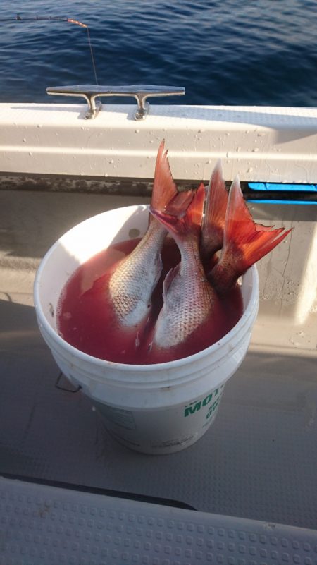 遊漁船ブルーウッズ 釣果