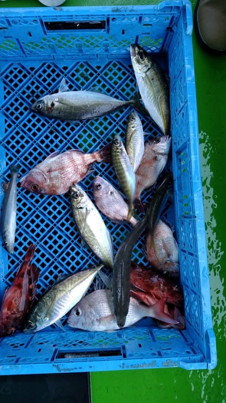 小島丸 釣果