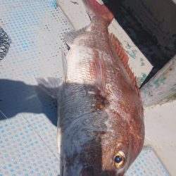 だて丸 釣果