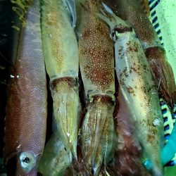 LUSTER『ラスター』 釣果