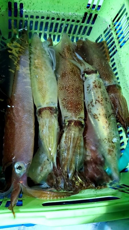 LUSTER『ラスター』 釣果