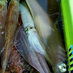 LUSTER『ラスター』 釣果