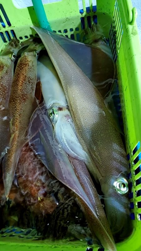 LUSTER『ラスター』 釣果