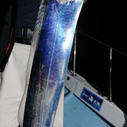 シースナイパー海龍 釣果