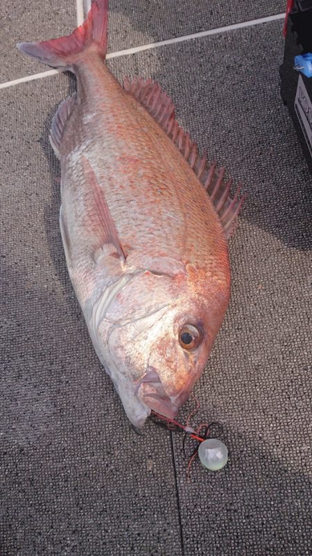 ARCADIAⅡ （アルカディアⅡ） 釣果…