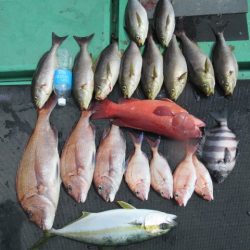 真祐丸 (しんゆうまる) 釣果