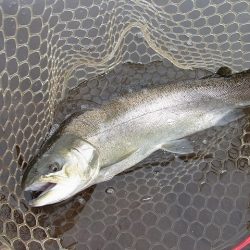 平谷湖フィッシングスポット 釣果