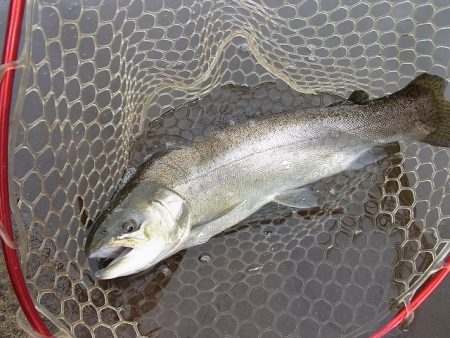 平谷湖フィッシングスポット 釣果