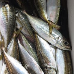 シースナイパー海龍 釣果