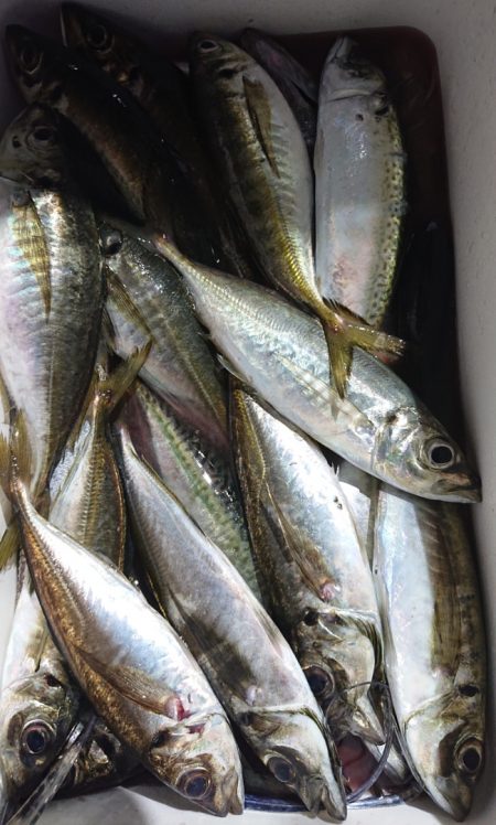 シースナイパー海龍 釣果