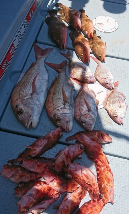 遊漁船　家入 釣果