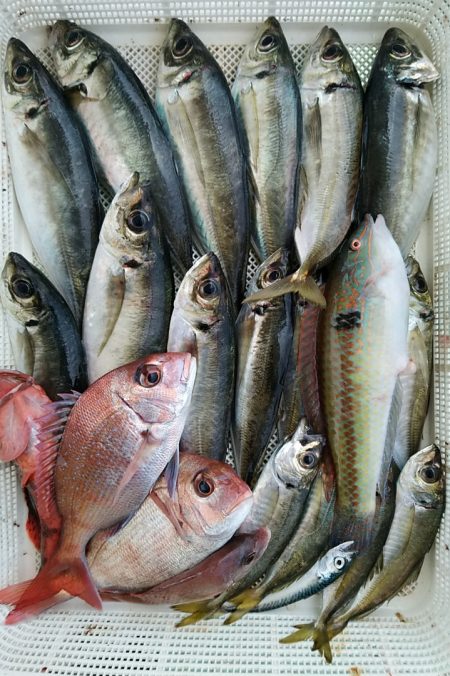 小島丸 釣果
