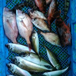小島丸 釣果
