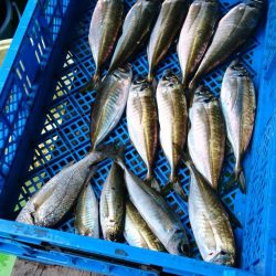 小島丸 釣果