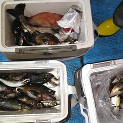 フィッシングガイド りょう 釣果