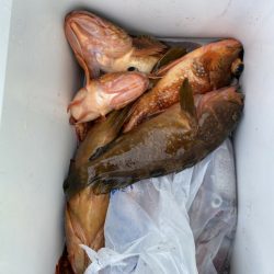 海龍丸(石川) 釣果