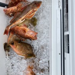 海龍丸(石川) 釣果