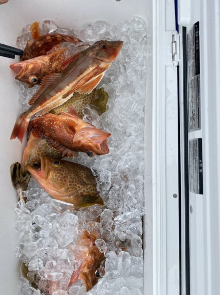 海龍丸(石川) 釣果