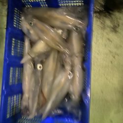 海龍丸（石川） 釣果