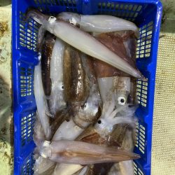 海龍丸（石川） 釣果