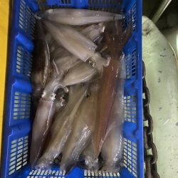 海龍丸（石川） 釣果