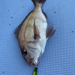 新幸丸 釣果
