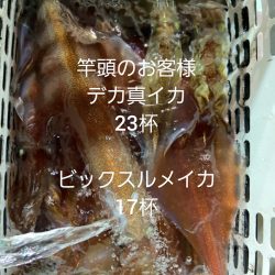 シーライオン 釣果