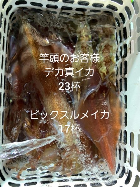 シーライオン 釣果