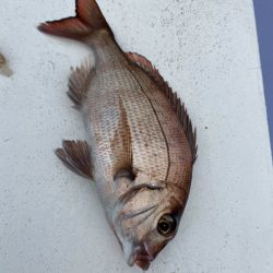 新幸丸 釣果