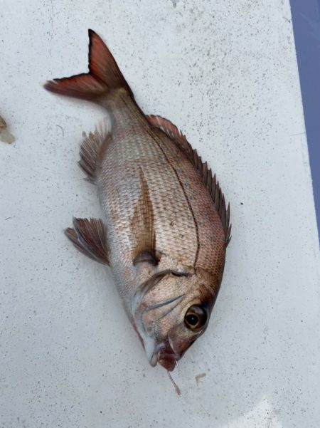 新幸丸 釣果