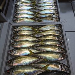 エンペラー 釣果