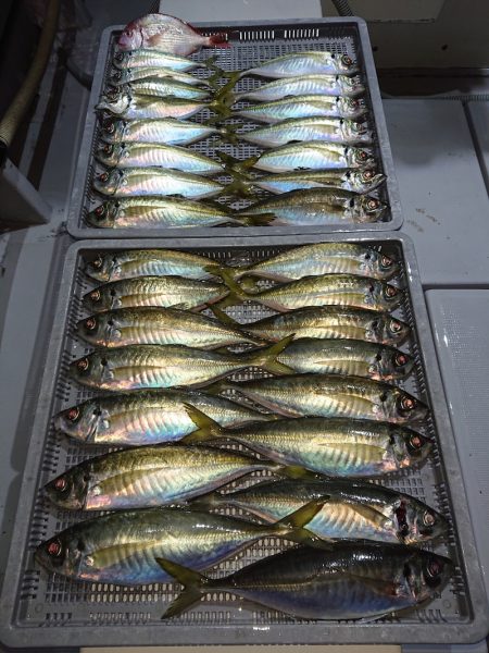 エンペラー 釣果