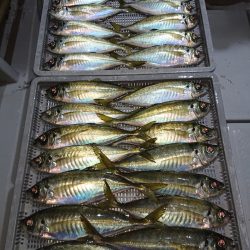 エンペラー 釣果